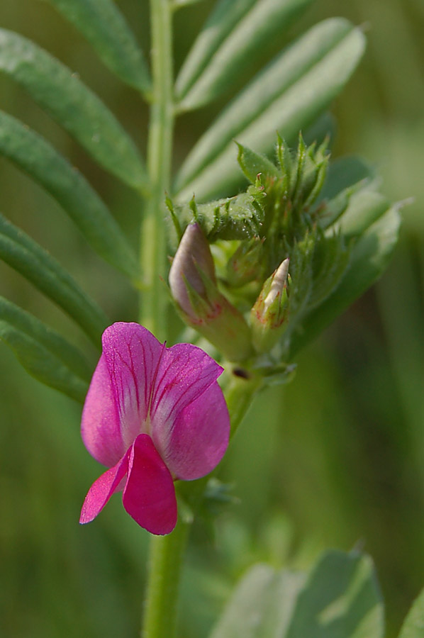 Vicia peregrina
